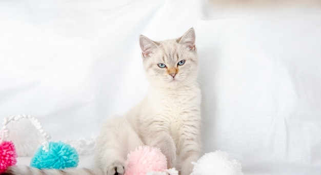 un gatto grigio chiaro giace su un letto su un lenzuolo bianco e gioca con i grovigli