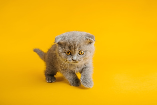 Un gatto grigio con bellissimi occhi su un giallo