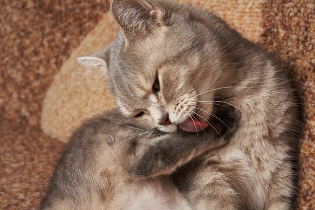 Un gatto grigio con gli occhi gialli si lava di rosso.