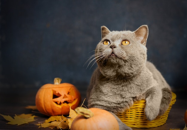 Un gatto grigio con gli occhi gialli si siede in un piccolo cestino giallo circondato da foglie e zucche di autunno.