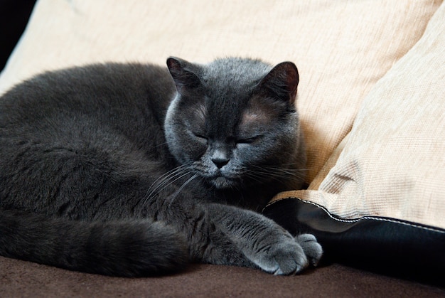 Un gatto grigio di razza britannica o scozzese giace sul letto alla luce della finestra
