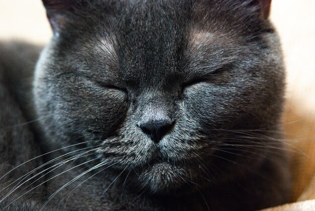 Un gatto grigio di razza britannica o scozzese giace sul letto alla luce della finestra