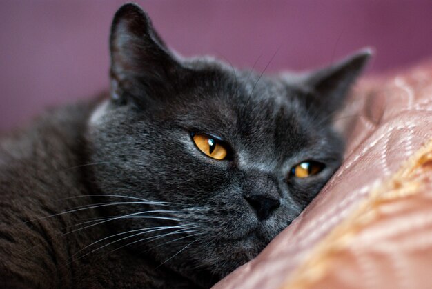 Un gatto grigio di razza britannica o scozzese giace sul letto alla luce della finestra