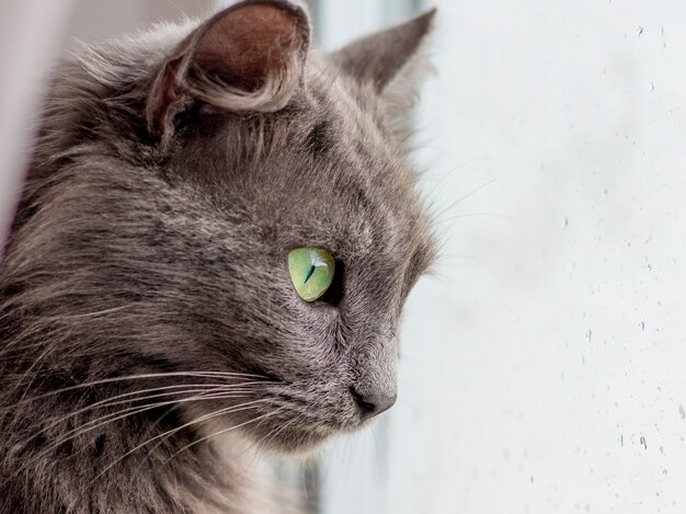 Un gatto grigio di razza pura guarda la finestra mentre piove. Gocce di pioggia sul vetro della finestra