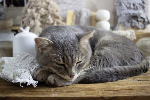 Un gatto grigio dorme su una palla di pelo