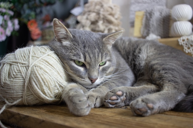 Un gatto grigio dorme su una palla di pelo