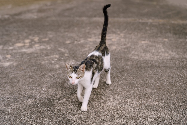 Un gatto grigio e bianco che cammina per strada