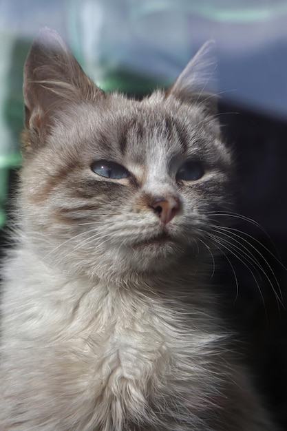 Un gatto grigio e bianco con gli occhi azzurri e una coperta a strisce verdi e bianche.