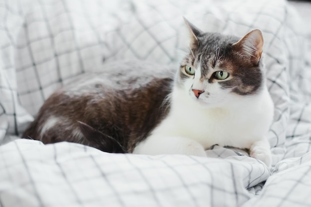 Un gatto grigio giace su una coperta durante il giorno e distoglie lo sguardo