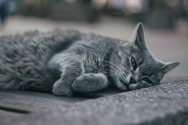 un gatto grigio peloso con gli occhi verdi è sdraiato su una panchina nel parco.