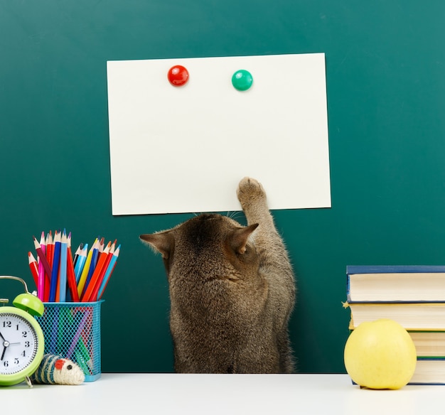 Un gatto grigio scozzese adulto dalle orecchie dritte allunga la zampa verso l'alto sullo sfondo di una lavagna verde della scuola. Ritorno a scuola, copia spazio