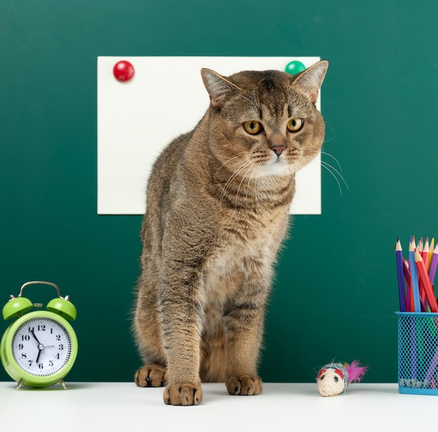 Un gatto grigio scozzese adulto diritto si siede sullo sfondo di una lavagna verde scuola. Di nuovo a scuola