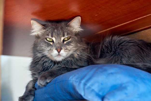 Un gatto grigio sdraiato su un cuscino blu sotto un tavolo