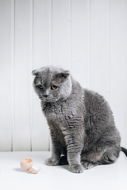 Un gatto grigio si siede con uno sguardo colpevole