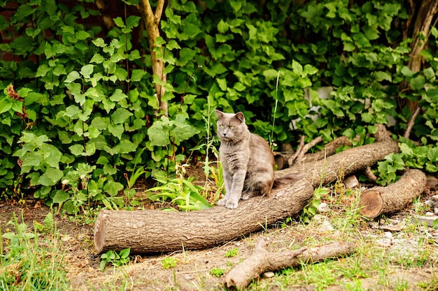 Un gatto grigio si siede sul tronco di un albero abbattuto nel parco