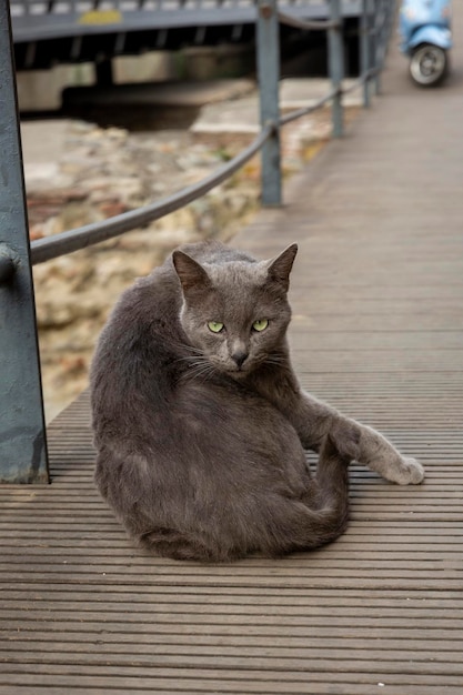 Un gatto grigio si sta pulendo il pelo sul marciapiede. In posa per il fotografo. Ritratto di un gatto selvatico. Gatti senzatetto per le strade di Tbilisi. Foto di alta qualità