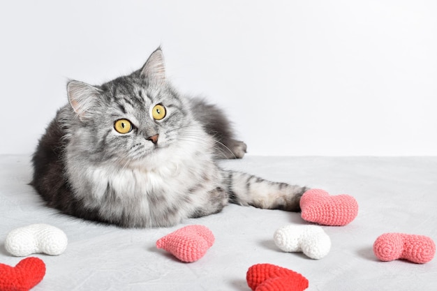 Un gatto grigio soffice a strisce si trova accanto a cuori sparsi a maglia il giorno di San Valentino Spazio di copia Vista dall'alto piatta