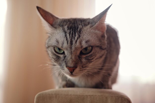 Un gatto grigio soriano si siede su un divano in casa