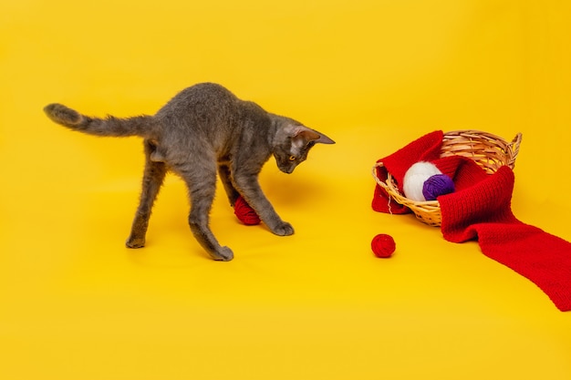 Un gatto grigio sta giocando accanto a un cesto di vimini, in cui è stesa una sciarpa rossa e matasse di filo di lana in rosso. Vista frontale su uno sfondo arancione.