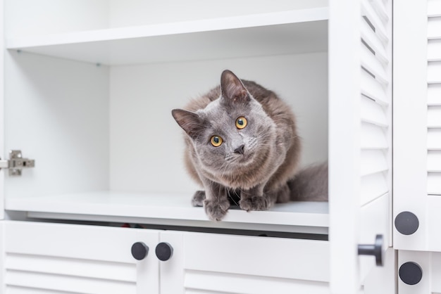 Un gatto grigio su uno scaffale vuoto di un armadio