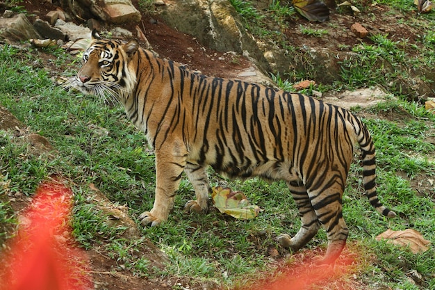 Un gatto grosso in un campo