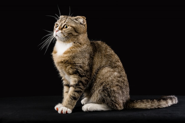 Un gatto in posa per un fotografo è in alta tensione