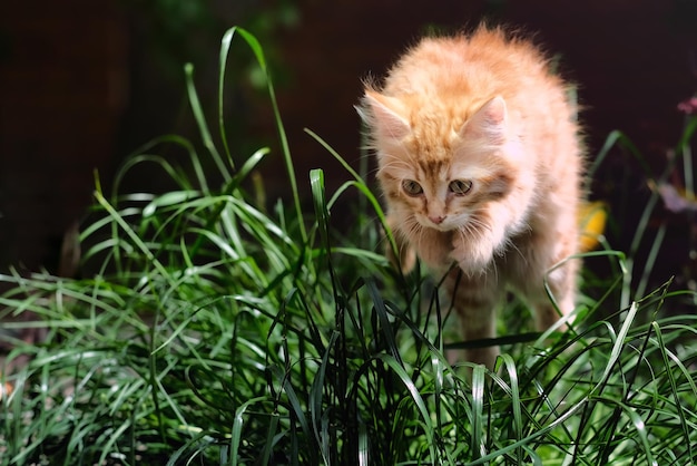 Un gatto in un campo in erba