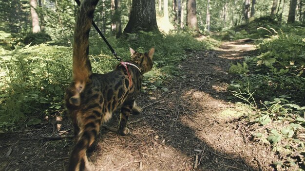 Un gatto in un parco cittadino Gatto selvatico del Bengala a piedi nella foresta con il collare Gatto asiatico della giungla o palude o gatto leopardo addomesticato