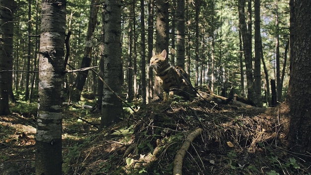 Un gatto in un parco cittadino Gatto selvatico del Bengala a piedi nella foresta con il colletto Gatto asiatico della giungla o palude o canna Gatto leopardo addomesticato che si nasconde cacciando e giocando nell'erba Gatto domestico nella natura all'aperto