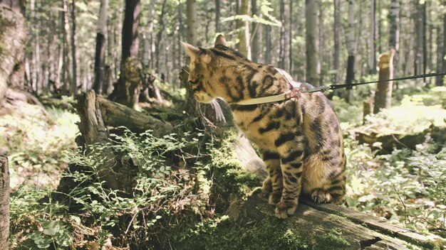 Un gatto in un parco cittadino, il gatto selvatico del Bengala cammina nella foresta con un collare gatto asiatico della giungla o palude o canna