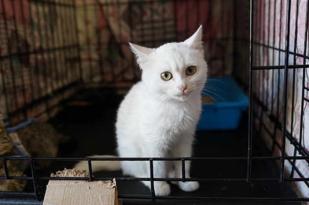 Un gatto in un rifugio. Gatti ordinari della strada catturati nel rifugio