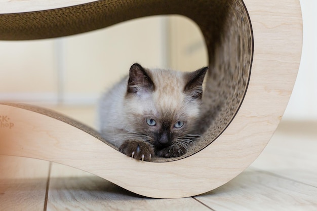 Un gatto in una scatola di legno