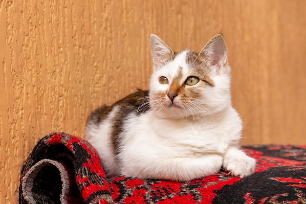 Un gatto maculato bianco giace in una stanza su un tappeto maculato
