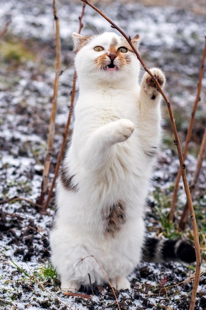 Un gatto maculato bianco in inverno nel giardino vicino a un ramo di lampone sta sulle zampe posteriori