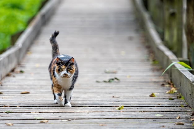 Un gatto maculato cammina su un sentiero di legno nel parco