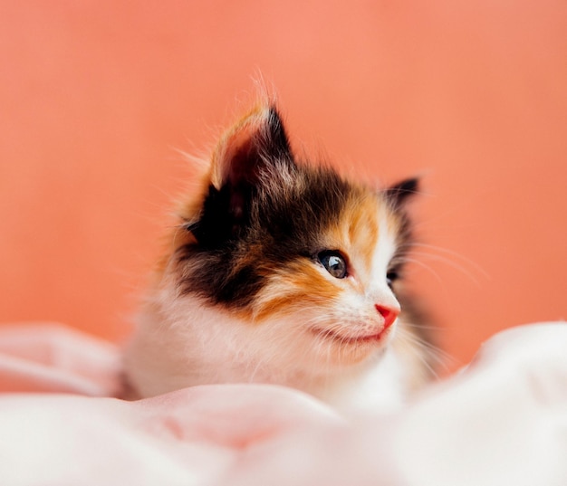 Un gatto maculato sta giocando su uno sfondo rosa Un gattino curioso seduto su una coperta rosa e guardando la fotocameraUn animale domestico
