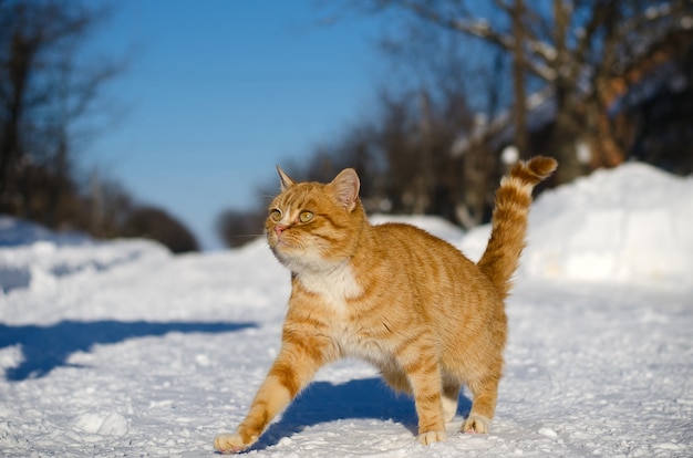 Un gatto marrone chiaro va in neve in strada in inverno