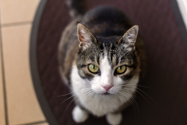 Un gatto marrone scuro e bianco che fissa la telecamera