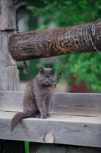 un gatto meticcio grigio si siede su un pozzo di legno in una sera d'estate