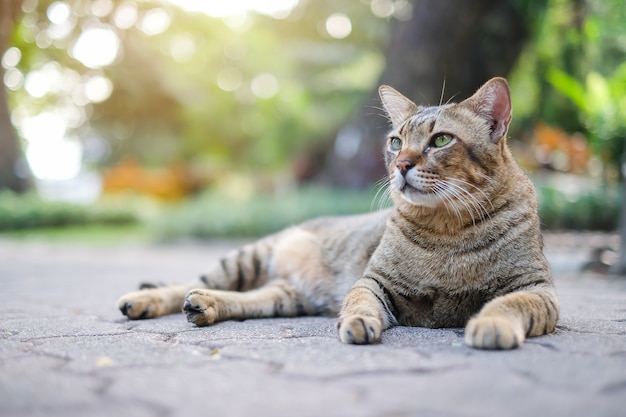 un gatto nel parco