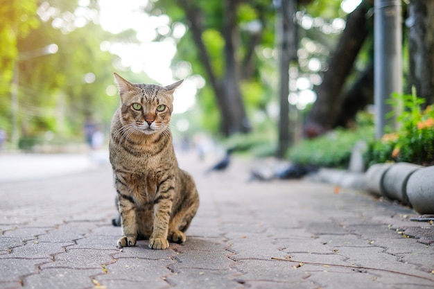 un gatto nel parco