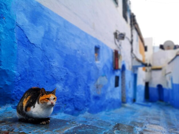 Un gatto nella città blu