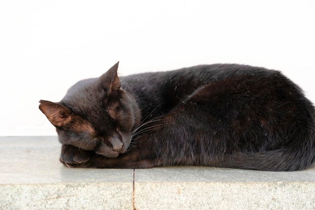 Un gatto nero addormentato