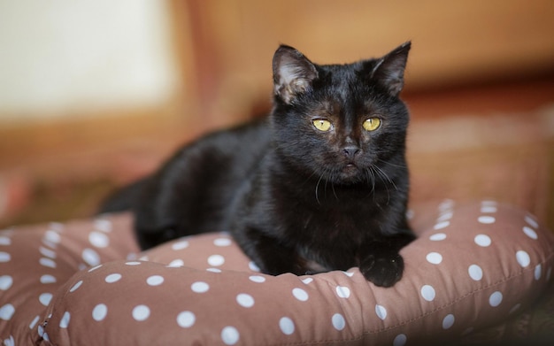 Un gatto nero con gli occhi gialli è sdraiato sul cuscino