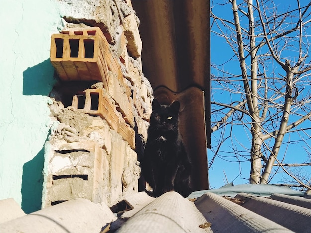 Un gatto nero con gli occhi gialli sul tetto di ardesia di un fienile Giornata di sole primaverile Il gatto è sul tetto Gatto nero