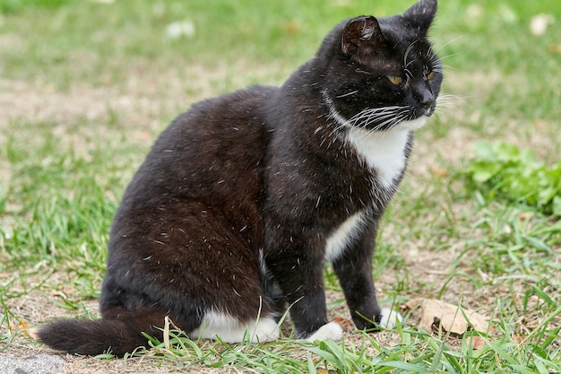 Un gatto nero con macchie bianche cammina sull'erba verde. Ritratto di un gatto nero peloso