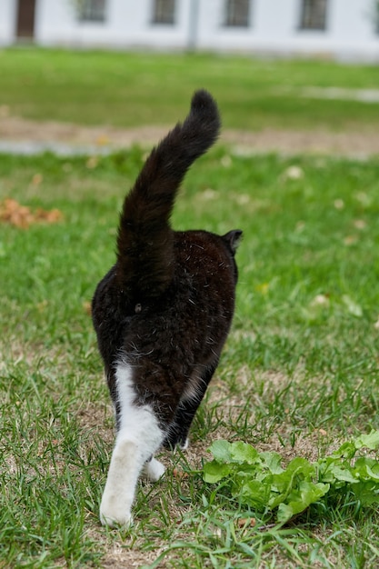 Un gatto nero con macchie bianche cammina sull'erba verde. Ritratto di un gatto nero peloso