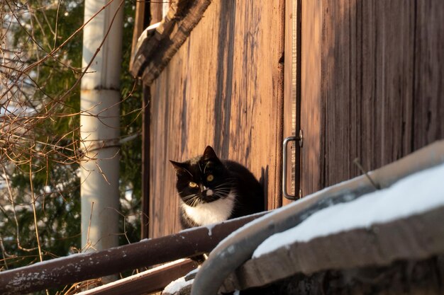 Un gatto nero con un seno bianco si crogiola al sole in una gelida giornata di neve Una passeggiata di gatto sulla neve in una giornata di sole Un gattino giocoso si diverte per strada