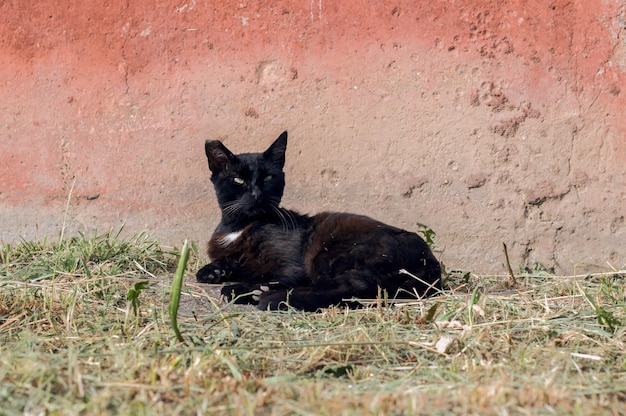 Un gatto nero con una macchia bianca sul petto giace vicino al muro