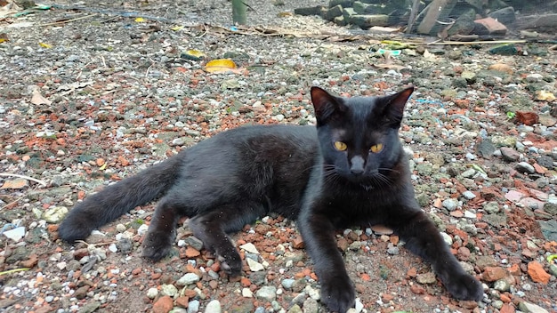 Un gatto nero giace su una spiaggia coperta di ghiaia.